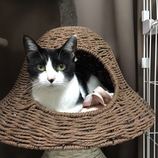 子猫の里親募集中