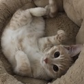 子猫の里親募集中