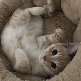 子猫の里親募集中