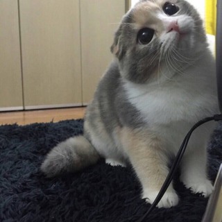 スコティッシュ