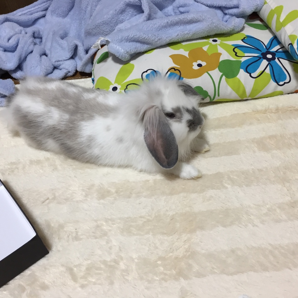 アポロのカバー写真