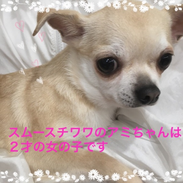 「非営利動物保護団体ととの...」(非営利動物保護団体ととのんのイベント #1991)