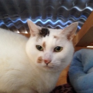 ミルク　穏やかな子です