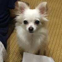 ゆず