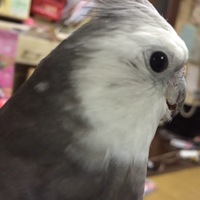 シルバー