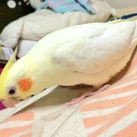 あけび