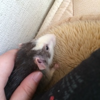 はこべ