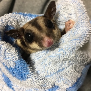 ＊フクロモモンガ里親募集＊