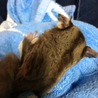 ＊フクロモモンガ里親募集＊ サムネイル6