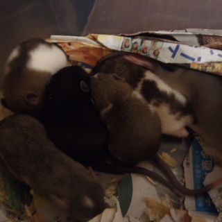 ラットが産まれました、子供たちの里親募集です。