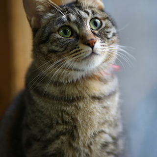 キジトラの大人しい男の子