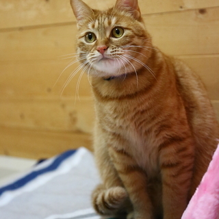 茶トラの可愛い男の子