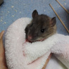 ラットの里親募集中 サムネイル2