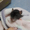 ラットの里親募集中 サムネイル3