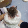 ラットの里親募集中 サムネイル5