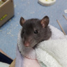 ラットの里親募集中 サムネイル6