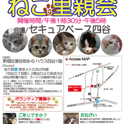 地域猫から社会猫へ