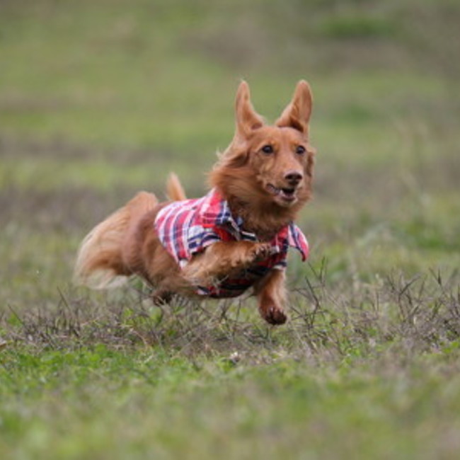ぴぴのカバー写真