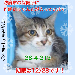 譲渡されました。ありがとうございました！