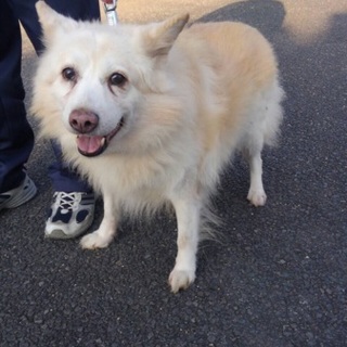 【緊急】飼い主に捨てられたワンコ【助けて下さい】