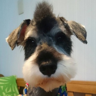 人もワンコも大好きな男の子♪