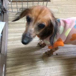 元気一杯なダックスフンド！