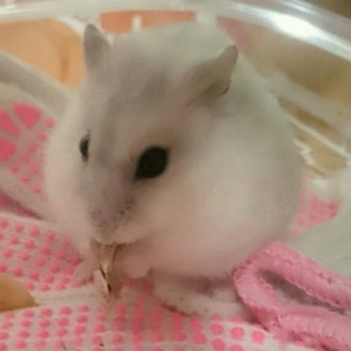 パールホワイトの男の子