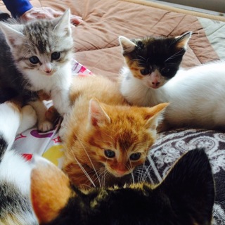 子猫ちゃんの里親募集♬今年度引渡し可