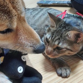 ✤奈良市保健所から委託譲渡で迎えたもみじくん