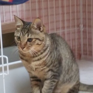 ✤奈良市保健所から委託譲渡で迎えたしょうへいくん