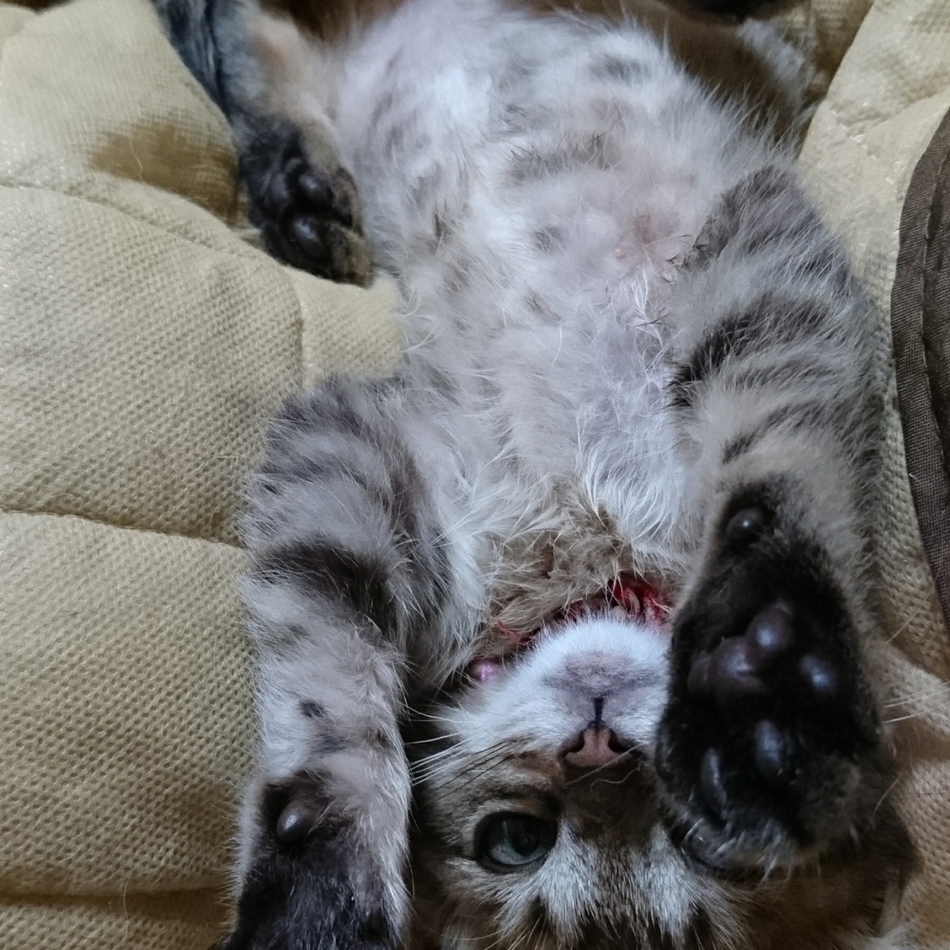 ロビンのカバー写真