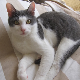 熊本っ子 動画あり 綺麗な灰白あすてか君去勢済み