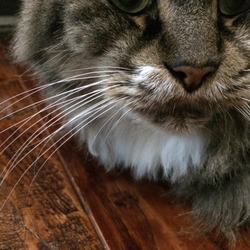 「ポヂのこと」サムネイル1