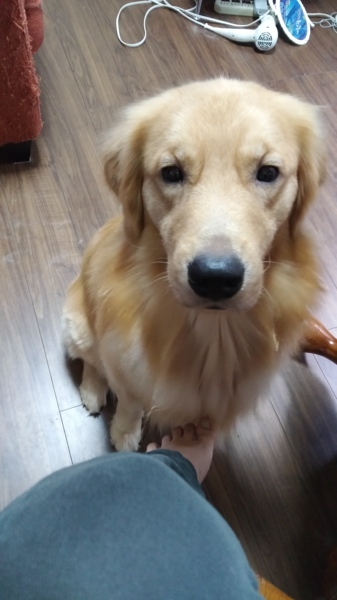 1歳と半年のゴールデンレ 広島県 犬の里親募集 ペットのおうち 月間利用者150万人 1歳と半年のゴールデンレ 広島県 犬の里親募集 ペットのおうち 月間利用者150万人