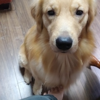 1歳と半年のゴールデンレトリバー