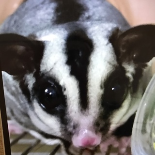 フクロモモンガの男の子二匹