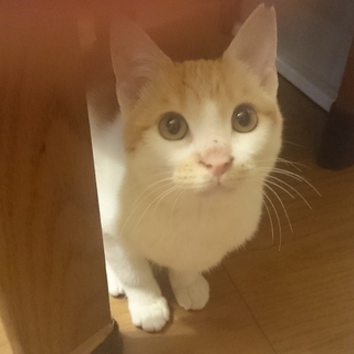 人懐こくておとなしい、とても飼いやすい女の子！