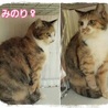 ★動画あり★キリット美人三毛猫★ サムネイル2