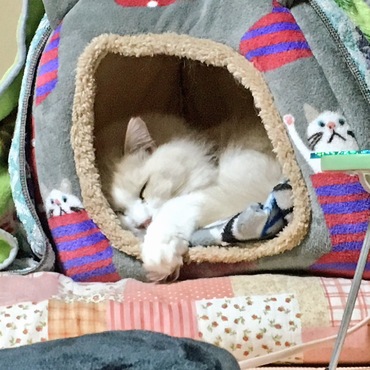 ( ˘ω˘ ) ｽﾔｧ…