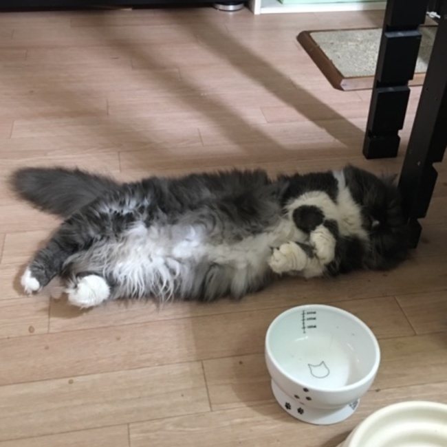 momoten_papaのカバー写真