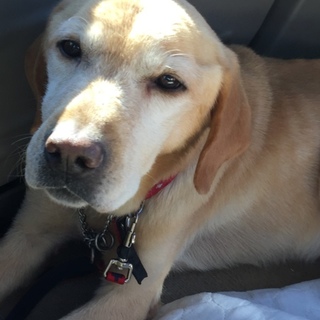 有難うございました！！緊急募集陽気なラブイエロー