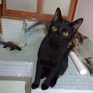 募集停止します　黒猫のボク