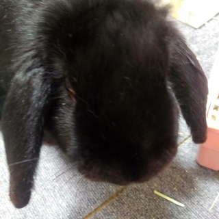 ドワーフロップイヤーのんちゃんメス(　>д<)､;