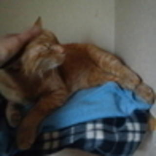 撫でてもらうのが大好きです　ちゃん太