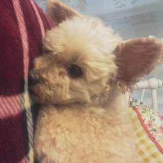 飼い主急死の為募集