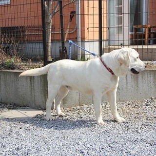 ラブラドール　1才9か月男の子　～繁殖犬引退～