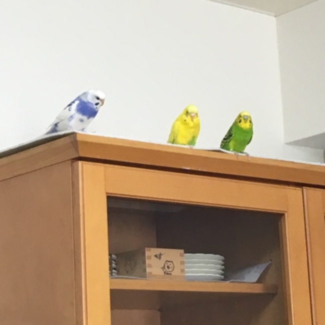 タコのから揚げのカバー写真