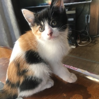 三毛猫ちゃんの里親募集♬年内引き渡し可