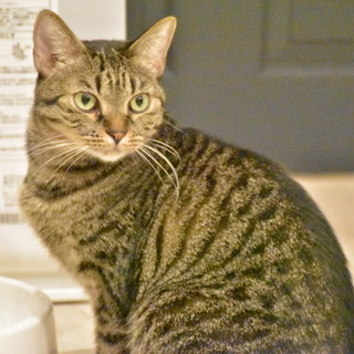 美人なキジ猫チョコちゃん