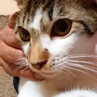 大人しく飼いやすい子です